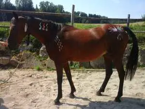dez2015 631